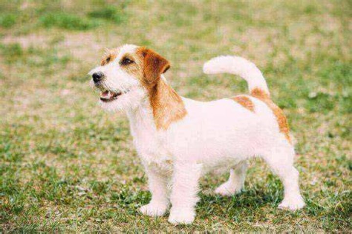 Do Jack Russells have curly tails?