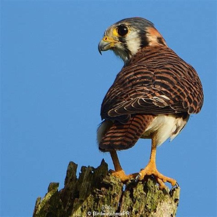 Falco Falco