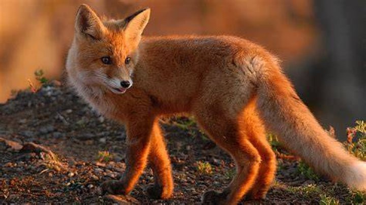 fox
