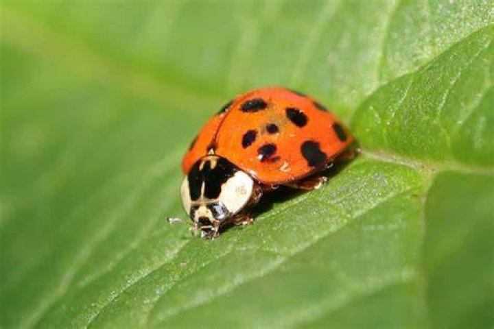 Is A bug's Life CGI?