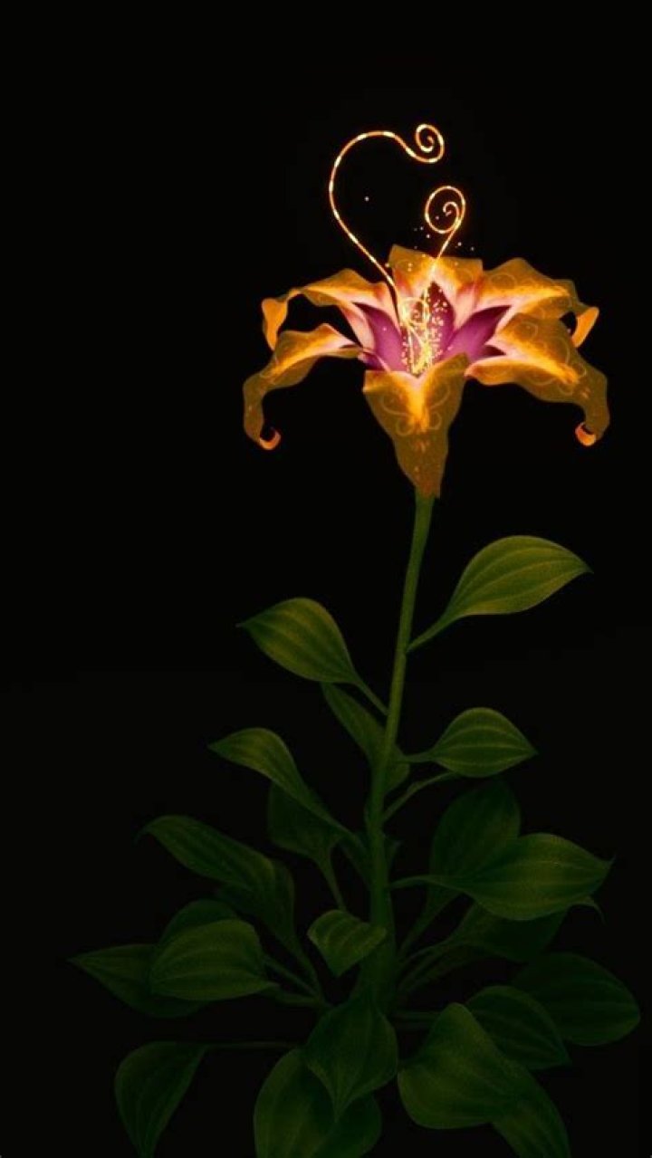 Is Rapunzel flower in Moana?