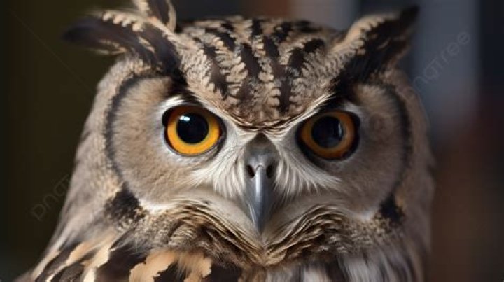 Nail staring forward